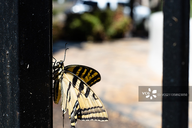 植物上的蝴蝶特写，洛杉矶，加利福尼亚州，美国图片素材