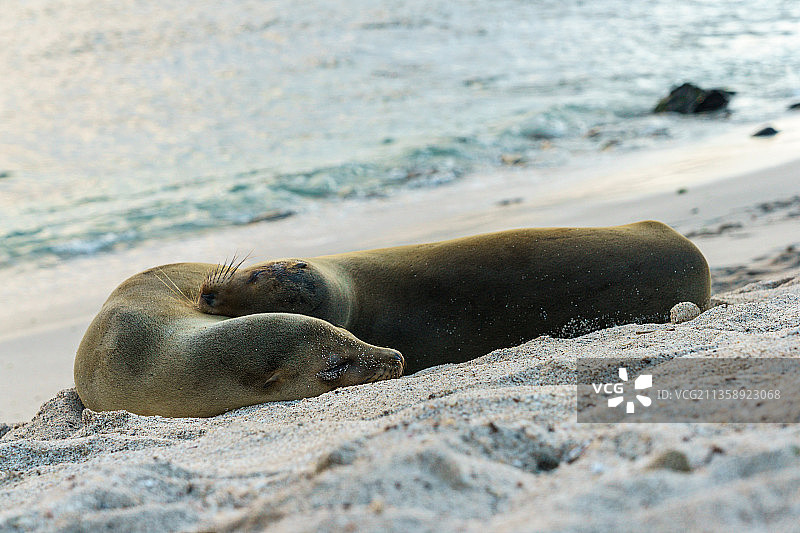 海滩海豹特写图片素材