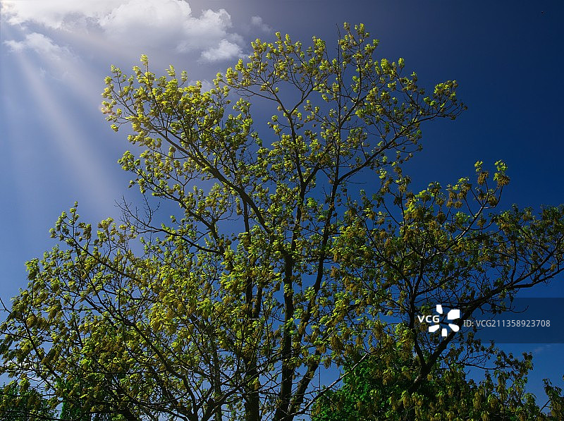 德国勒沃库森莱茵多夫仰视树木天空图片素材