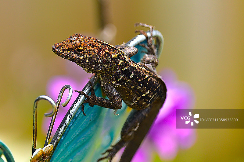 植物上的昆虫特写，美国佛罗里达州塞米诺尔图片素材