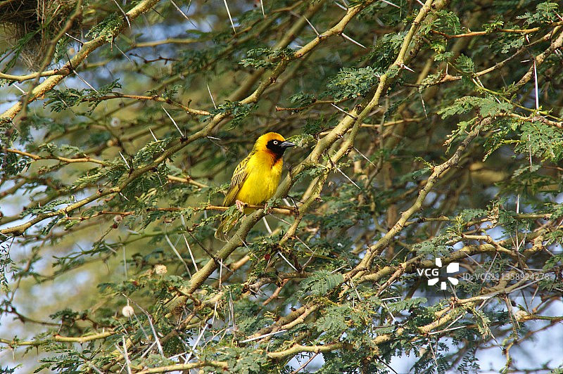 肯尼亚纳库鲁，织雀栖息在树上的仰视视角图片素材