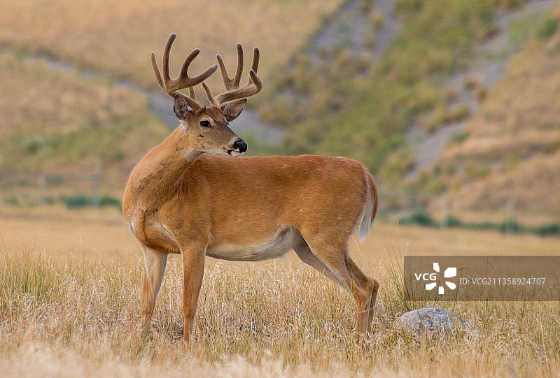 站在美国科罗拉多州丹佛市田野上的红白色动物侧视图图片素材