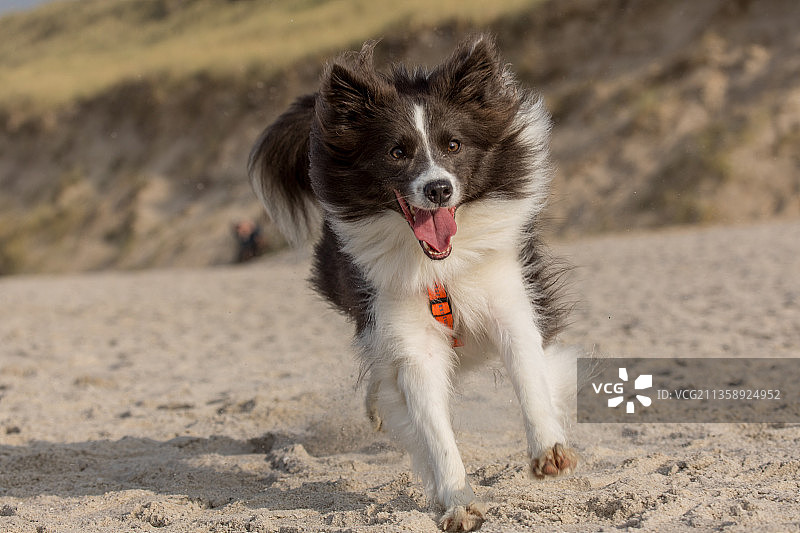 在沙滩上奔跑的柯利犬肖像，德国图片素材