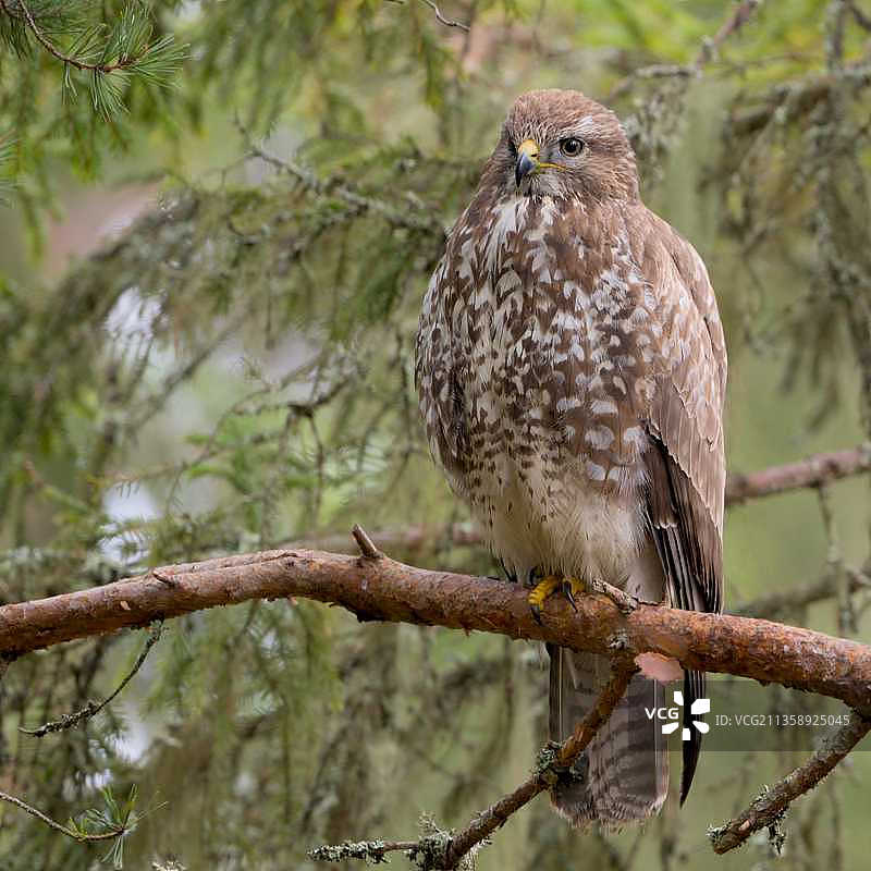 栖息在树枝上猫头鹰的特写图片素材