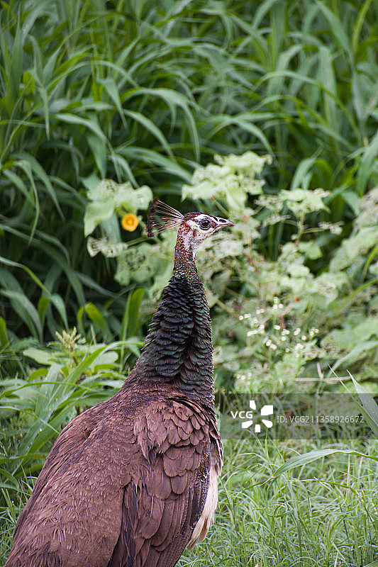田野里雌孔雀的特写图片素材