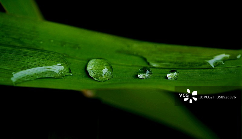 绿叶上的雨滴特写图片素材