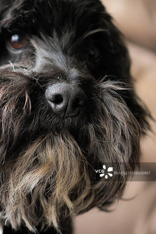 可卡颇犬的特写图片素材