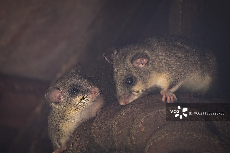 德国的两只老鼠特写图片素材