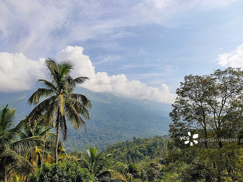 印度喀拉拉邦穆纳尔，天空下的棕榈树美景图片素材