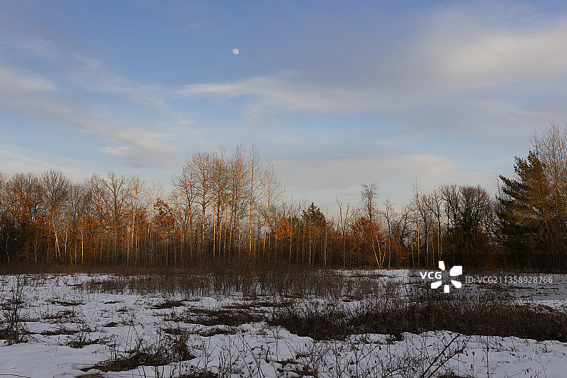 美国威斯康星州雪原上的树木图片素材