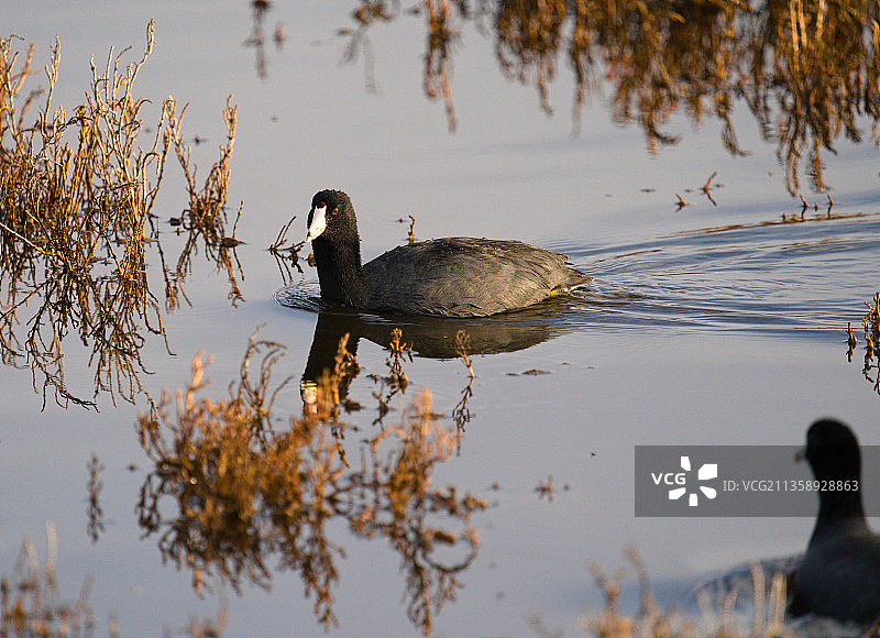 在湖中游泳的幼鸭图片素材