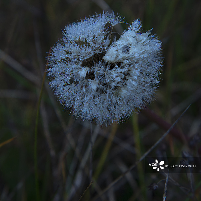白色蒲公英花朵田野特写，俄罗斯图片素材