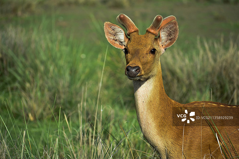 站在印度中央邦坎哈老虎保护区田野上的白色人物肖像图片素材