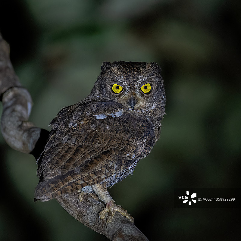 印度安达曼-尼科巴群岛南安达曼树枝上的大角鸮特写图片素材