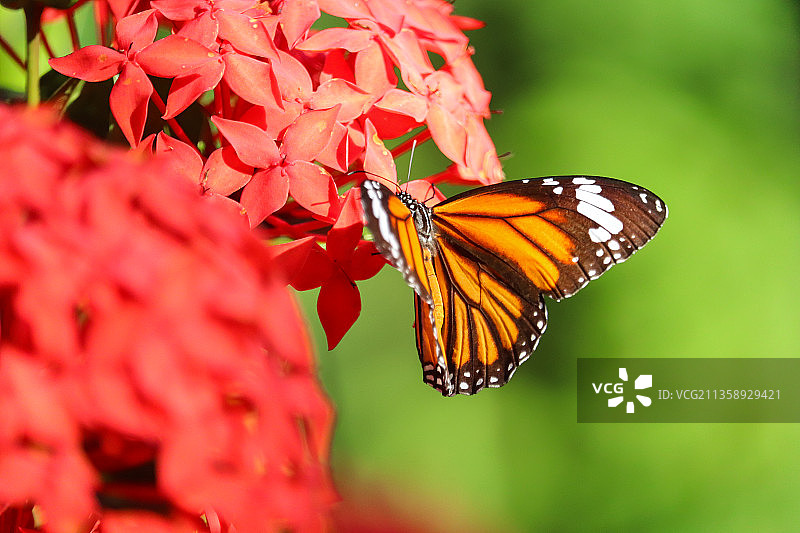 蝴蝶在红花上采蜜特写，印度特里普拉邦乔伊钱德拉普尔图片素材
