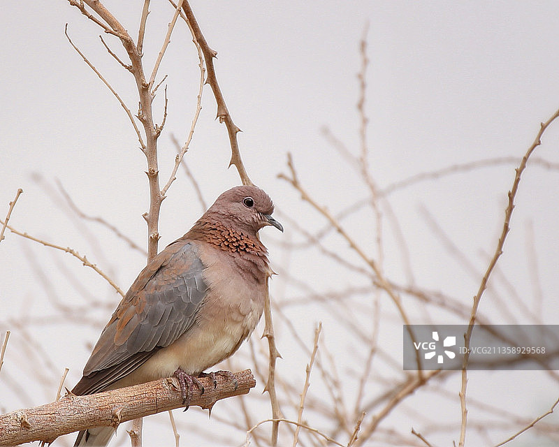 哀鸽栖息在树枝上的特写图片素材