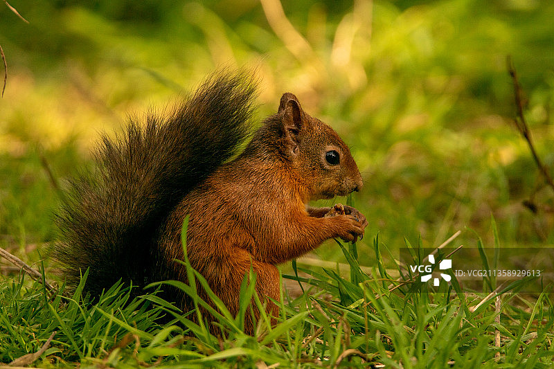 英国吃草的松鼠特写图片素材