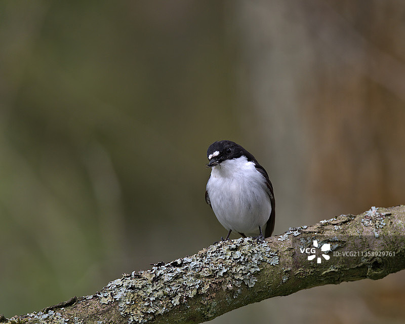 栖息在树枝上的鸣鹟特写图片素材