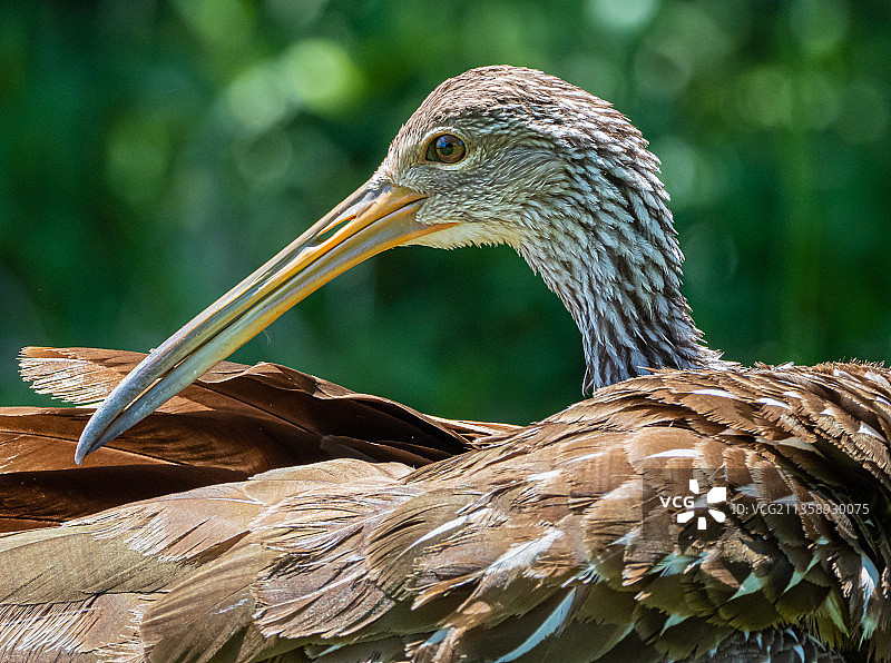 户外鸟类栖息特写，美国图片素材