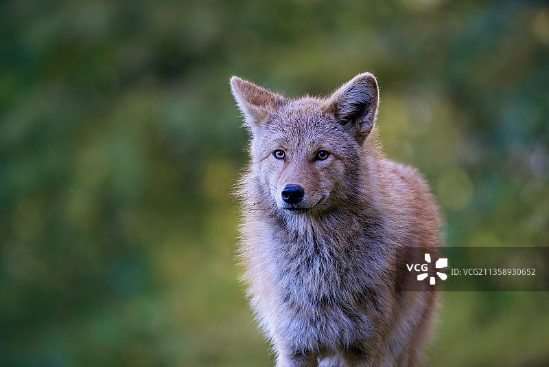 加拿大多伦多陆地上站立的狐狸特写照片图片素材