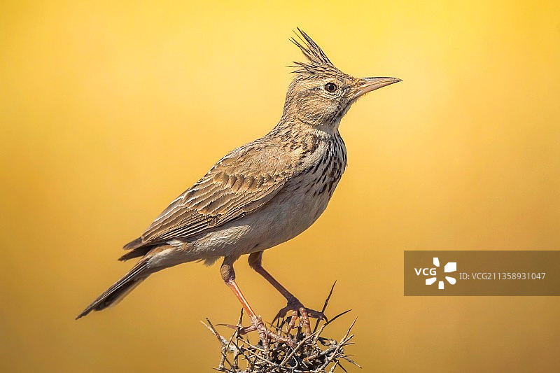 伊朗东阿塞拜疆省米亚内的鸣云雀栖息在植物上的特写图片素材