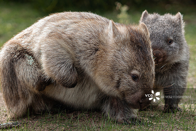 澳大利亚维多利亚州威尔逊斯岬国家公园考拉特写图片素材