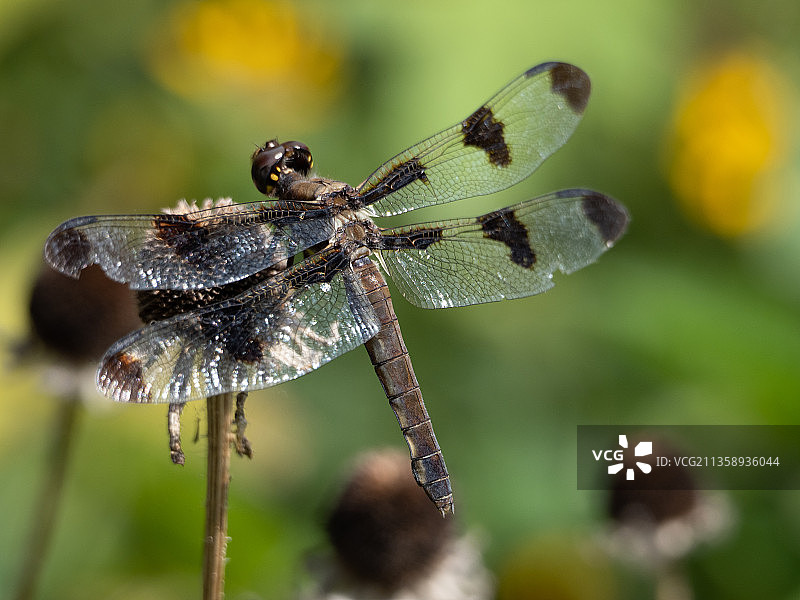 植物上的蜻蜓特写，美国中央公园蝴蝶花园图片素材