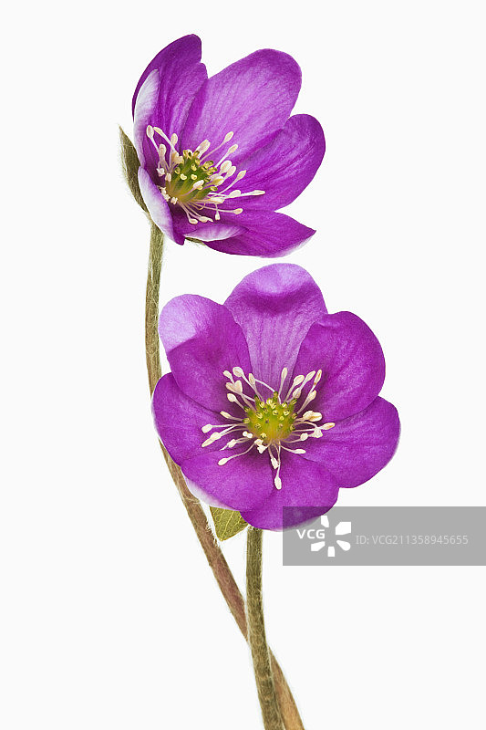 Fliederkind獐耳细辛图片素材