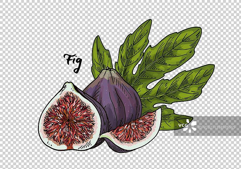 手绘无花果图片素材