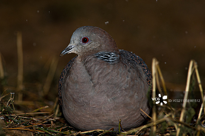 孵化：斑鸠图片素材
