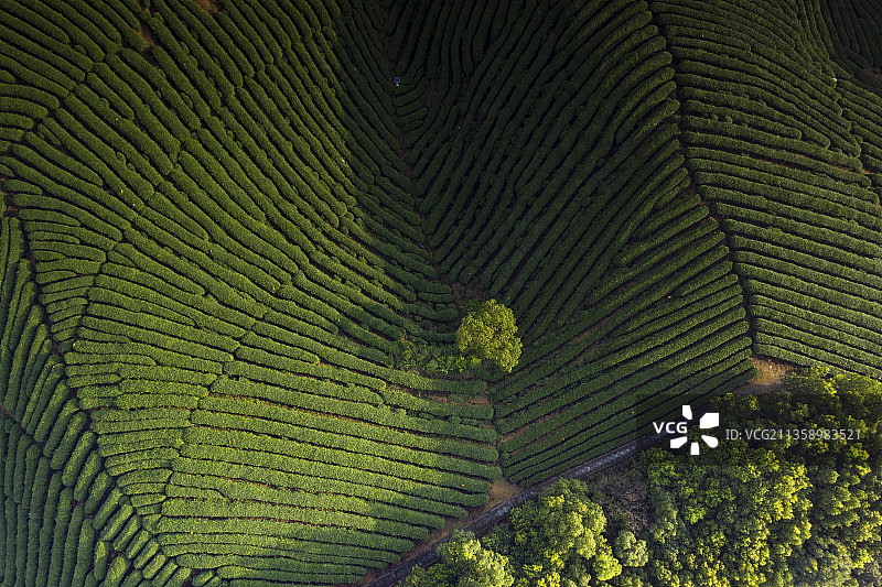 杭州龙坞镇西山森林公园图片素材
