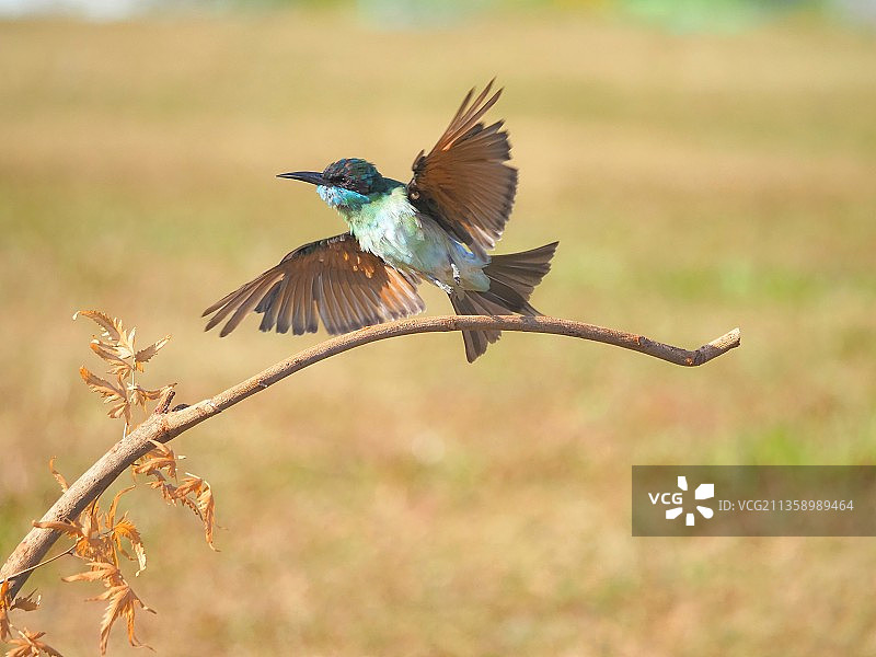 蓝喉蜂虎图片素材