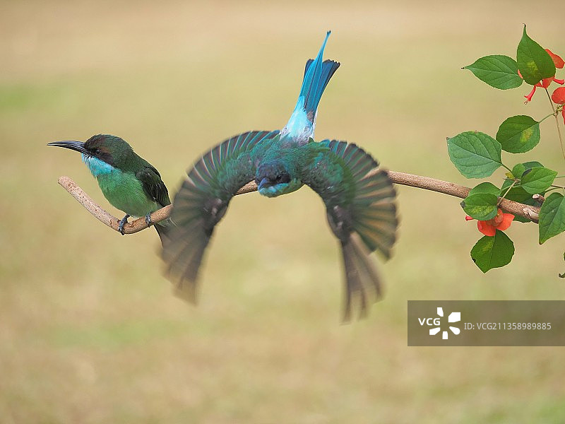 一对蓝喉蜂虎图片素材