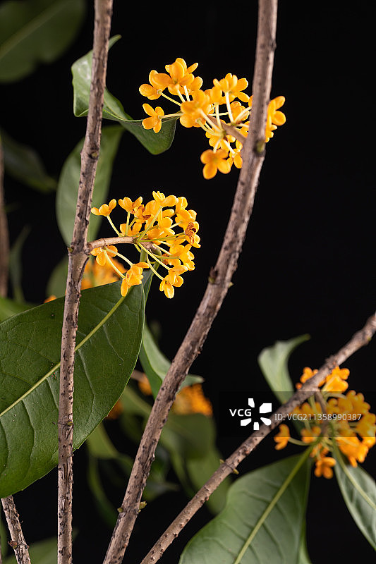 八月桂花开-黑色背景的桂花特写图片素材