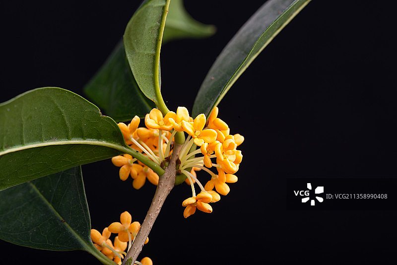 八月桂花开-黑色背景的桂花特写图片素材
