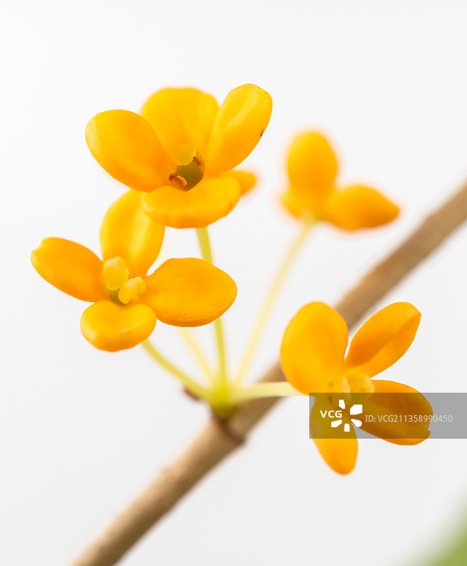 白色背景的八月桂花特写图片素材