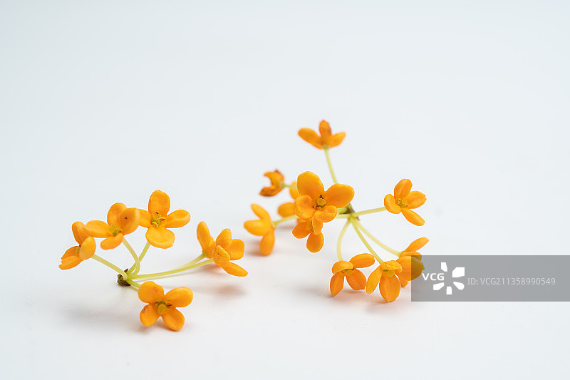新鲜桂花白底图图片素材