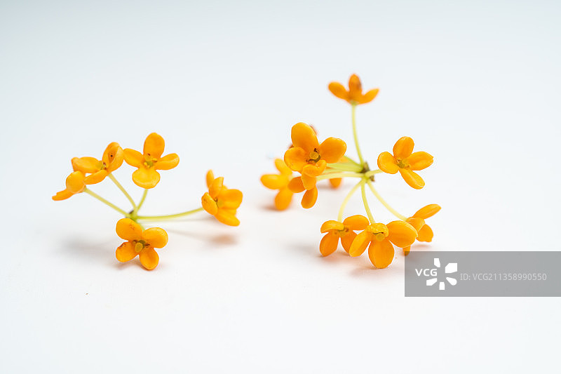 新鲜桂花白底图图片素材