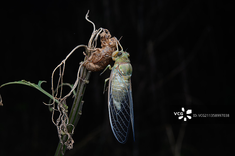 黑蚱蝉羽化金蝉脱壳图片素材