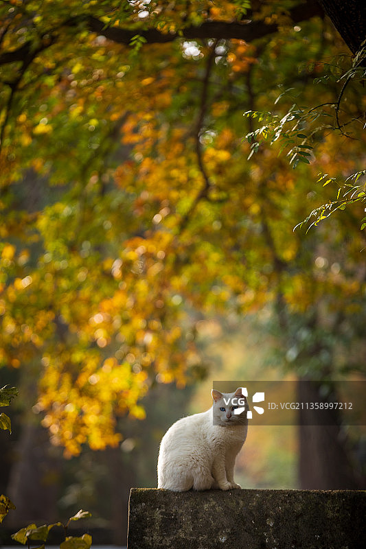 禅寺秋韵图片素材