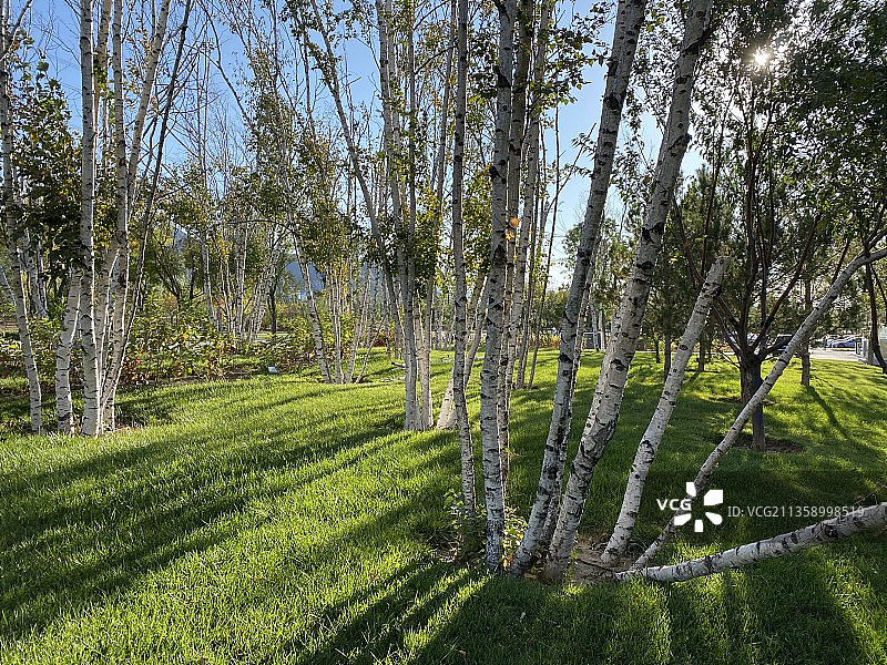 白桦林图片素材