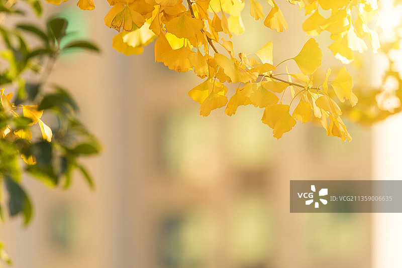 小区里的金黄色银杏叶图片素材