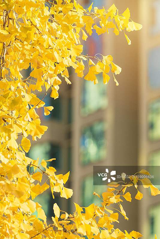 小区里的金黄色银杏叶图片素材