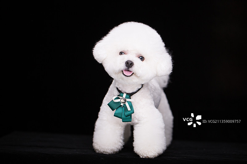 宠物纯底比熊素材图片图片素材