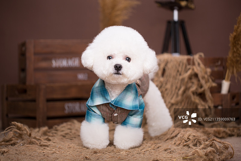 宠物纯底比熊素材图片图片素材