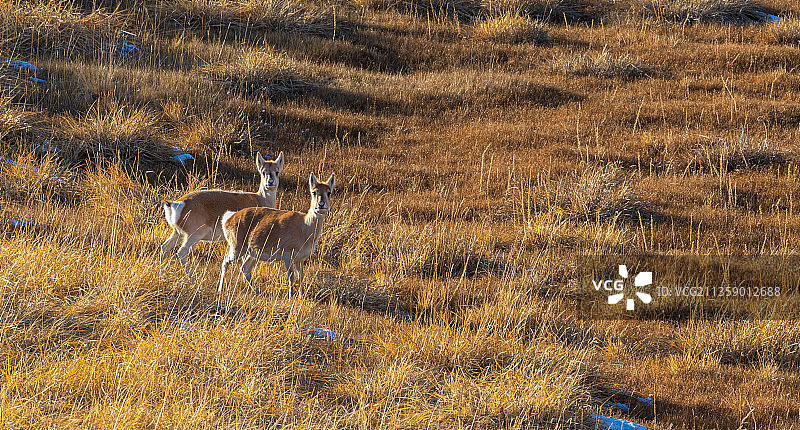野生动物图片素材