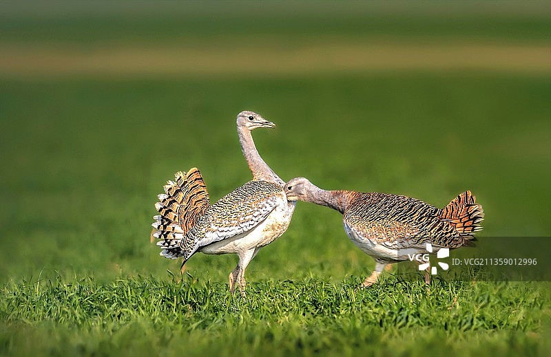 直击要害～致命一击～图片素材