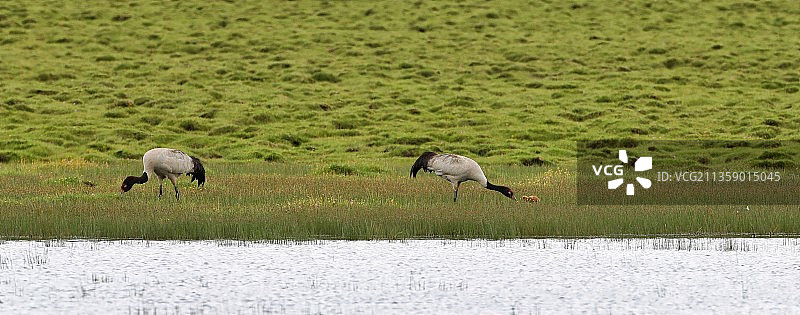 野生动物图片素材