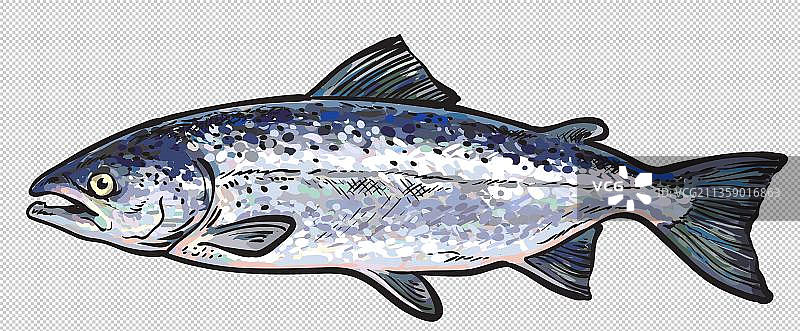 卡通海洋生物三文鱼图片素材