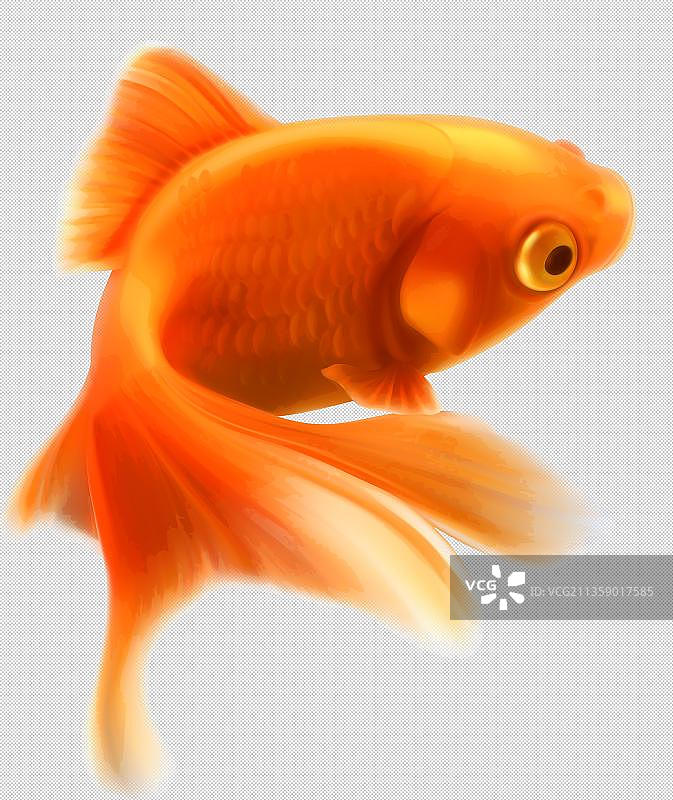卡通红色金鱼图片素材
